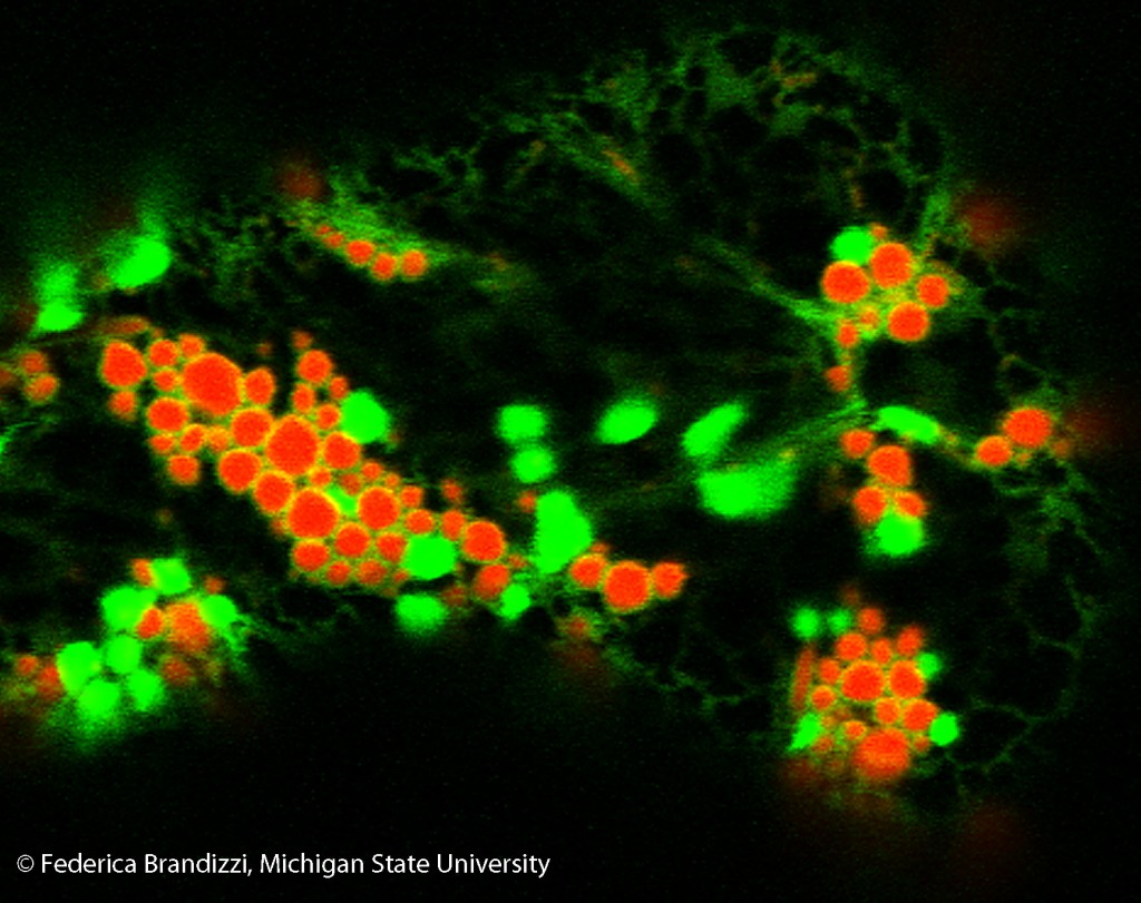 Confocal Laser Scanning Microscopy CLSM Center For Advanced Microscopy