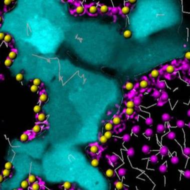 Decorative image example of using Imaris software for microscopy data analysis