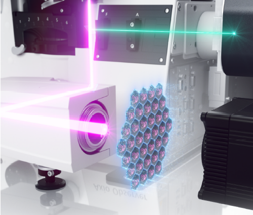 Schematic of Zeiss LSM Lightfield 4D system operation.  A laser beam illuminates many lenses at once to make a 3D image snapshot.