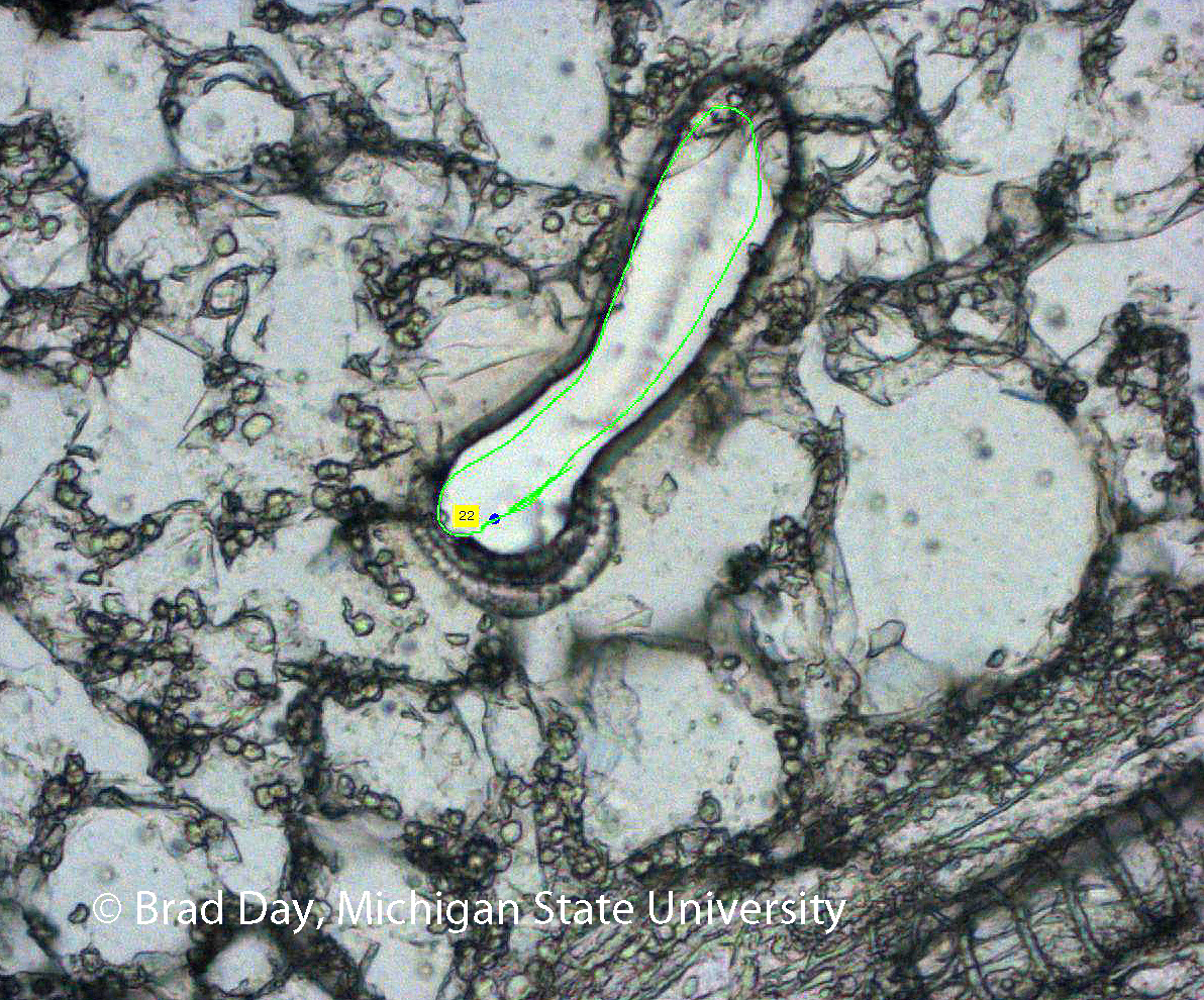 Image of fungal hyphae after cutting. The laser cut and ejected the cells outlines in green, which were then sent for DNA analysis. Research from the lab of Dr. Brad Day at Michigan State University