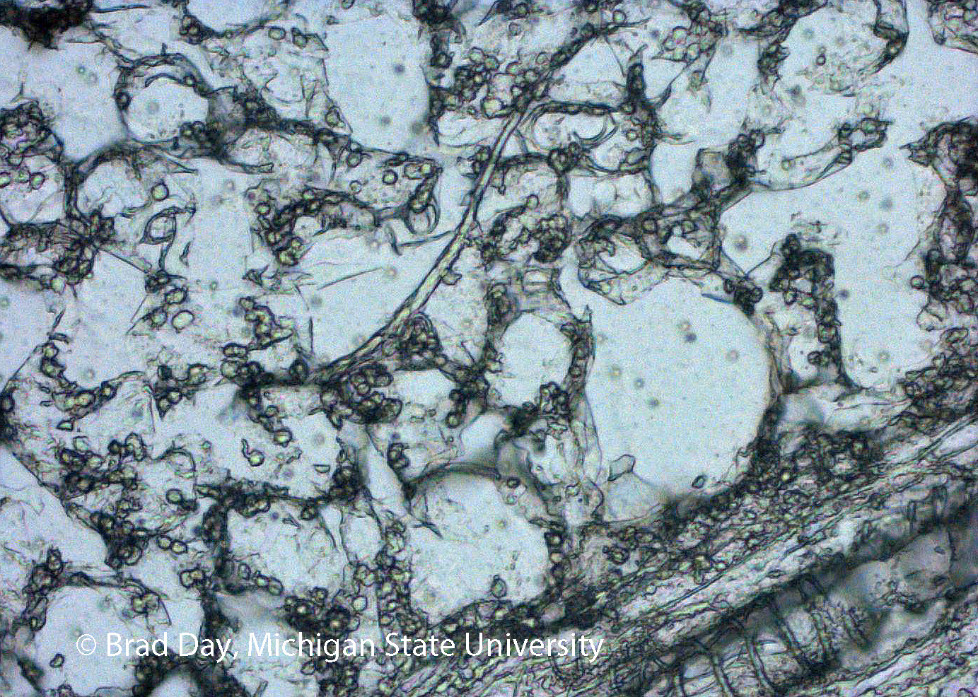 Fungal hyphae before cutting viewed in Palm microscope