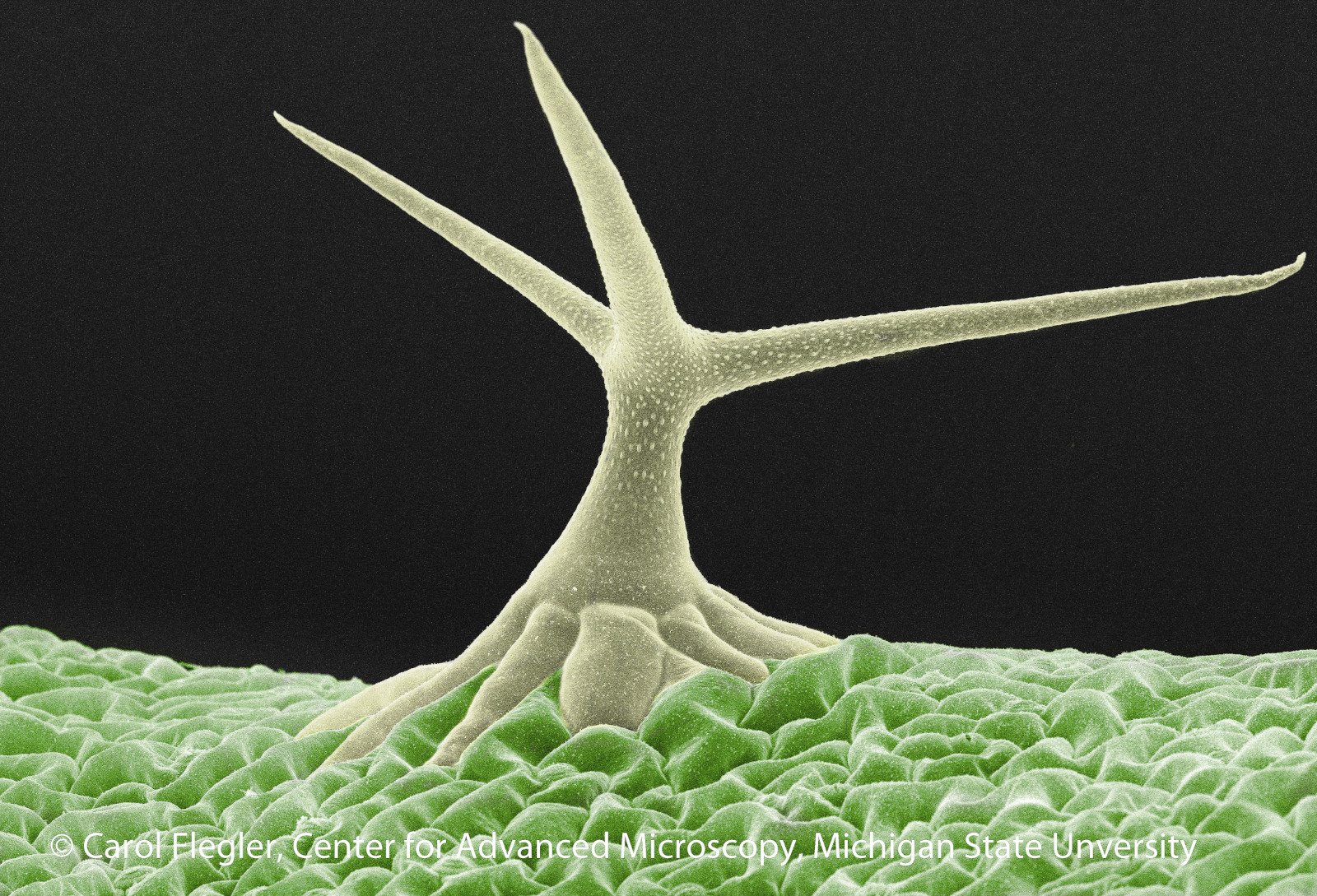 Trichome on the leaf of the plant Arabidopsis thaliana, a plant used as a model organism for scientific experiments. This image was taken on the JEOL 6610LV scanning electron microscope at the Center for Advanced Microscopy. All SEM images are black and white; color was added using software.