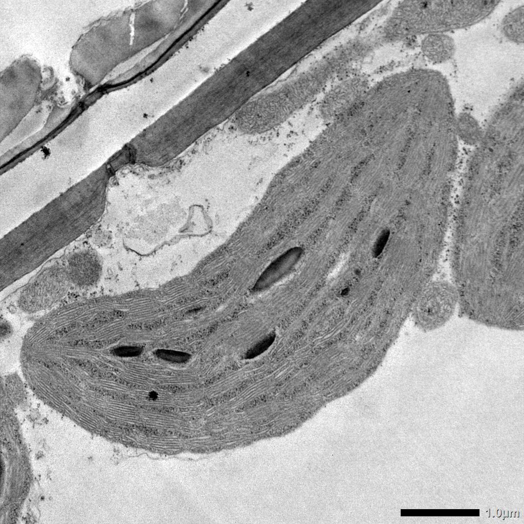 TEM image of chloroplast by Dr. Alicia Withrow