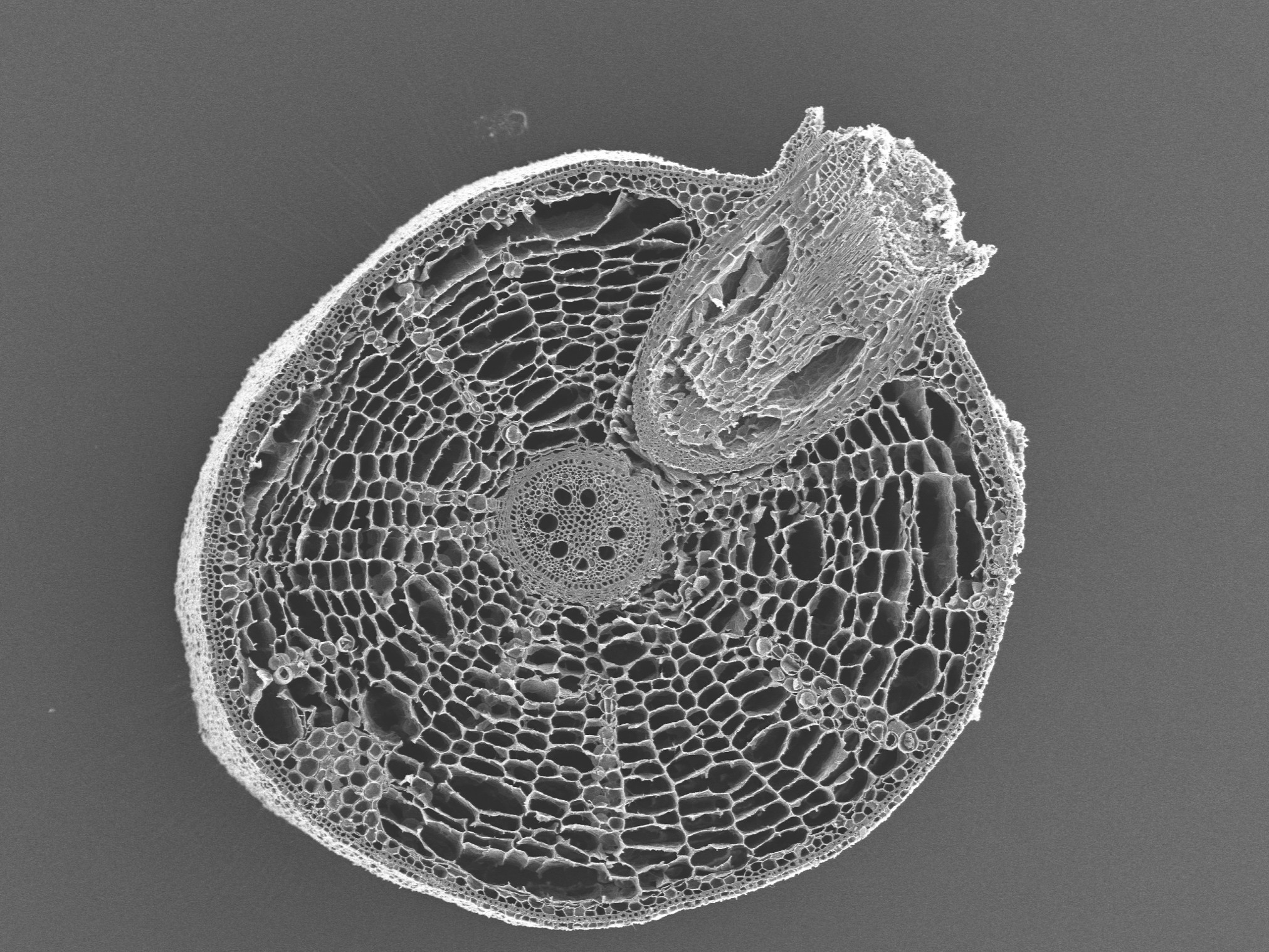 SEM image of sawgrass root
